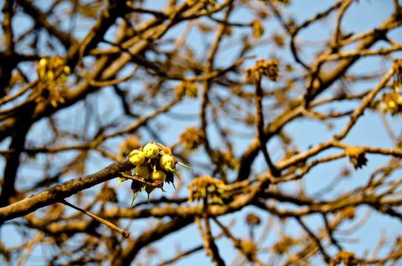 mahua4