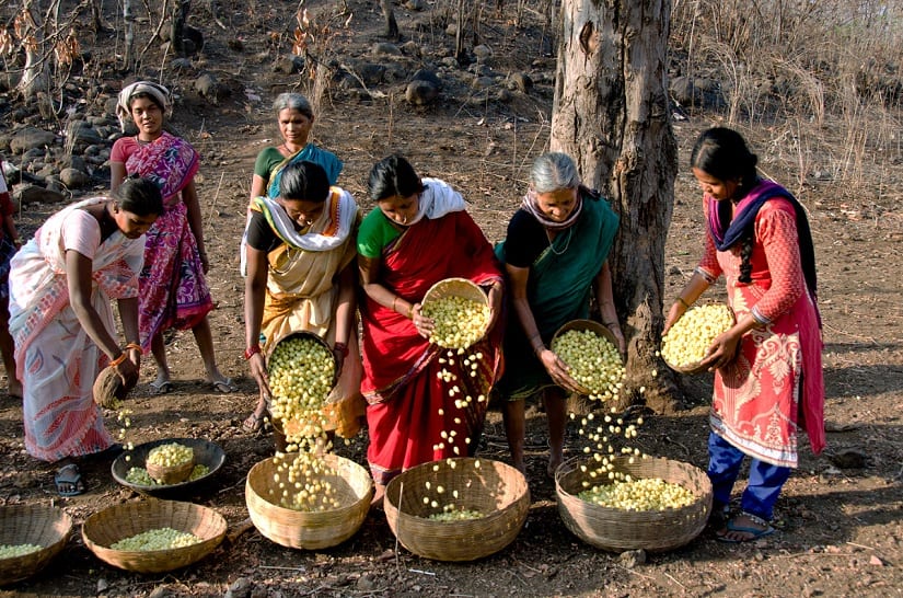 mahua6