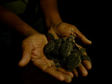 Inside the Olive Ridley turtles' annual mass hatching in Odisha's Ganjam district Inside the Olive Ridley turtles' annual mass hatching in Odisha's Ganjam district