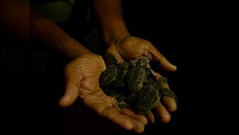 Inside the Olive Ridley turtles' annual mass hatching in Odisha's Ganjam district
