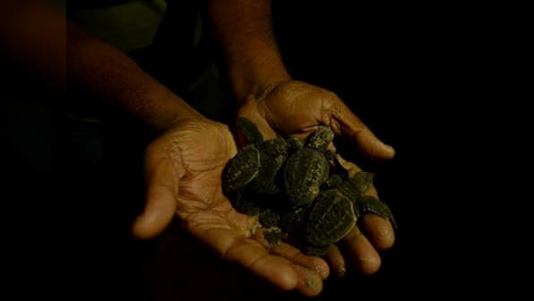 Inside the Olive Ridley turtles' annual mass hatching in Odisha's Ganjam district