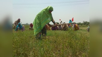Punjab Village Common Lands Act: State's land rights empower Dalit farmers, allow them to lead better lives