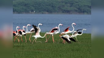 World Migratory Bird Day 2022: History, significance and all you need to know