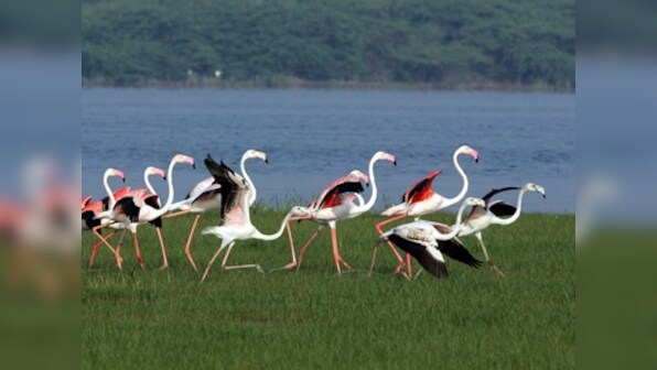 World Migratory Bird Day 2018: Favourite destinations to exotic species, take this quiz to check your knowledge of avian migration