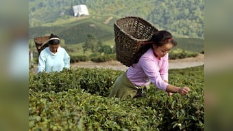 Study indicates that change in temperature and rainfall patterns is adversely affecting Darjeeling tea production