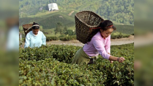 Study indicates that change in temperature and rainfall patterns is adversely affecting Darjeeling tea production