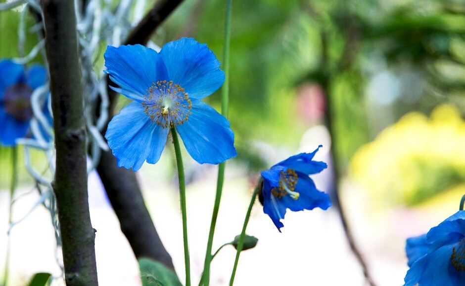 Apart from paying homage to Sachin Tendulkar, the show also features rare Himalayan Blue poppies, which signify the colour of the Indian cricket team's jerseys. Twitter/@inBritish