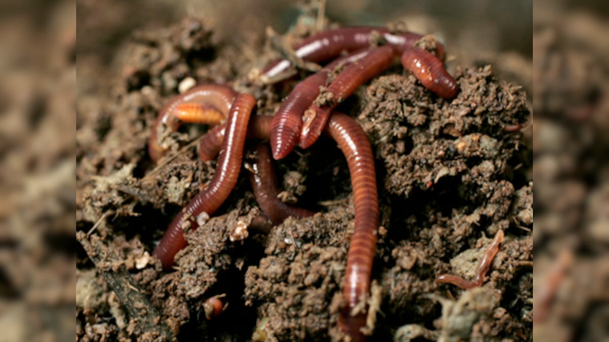 https://images.firstpost.com/wp-content/uploads/2018/05/Earthworms-380.jpg?im=FitAndFill=(1200,675)