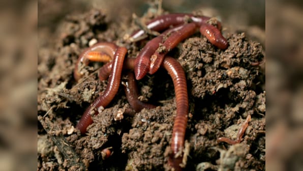 Scientists find that earthworm guts can digest cellulose, opening new  avenues for the recycling of organic waste – Firstpost