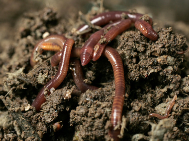 Scientists find that earthworm guts can digest cellulose, opening new avenues for the recycling of organic waste Scientists find that earthworm guts can digest cellulose, opening new avenues for the recycling of organic waste