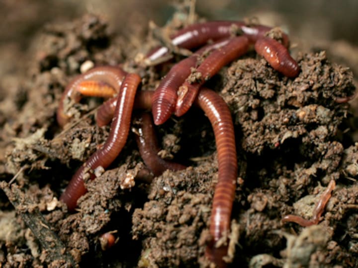 Scientists find that earthworm guts can digest cellulose, opening new avenues for the recycling of organic waste