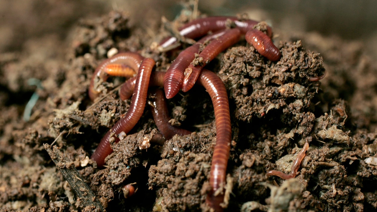 Earthworms consume and convert organic material into fertilizer in a process called vermiculture run by Australia's Sunburst Biotechnologies in Hong Kong October 23, 2007. Earthworms are known as nature's recycling wizards and now the territory has recruited 80 million of them to help manage its waste. Hong Kong is one of the world's most densely populated cities and environmental pollution--from industrial waste to poor air quality--is a serious concern.    REUTERS/Bobby Yip  (CHINA) - GM1DWKYKOOAA