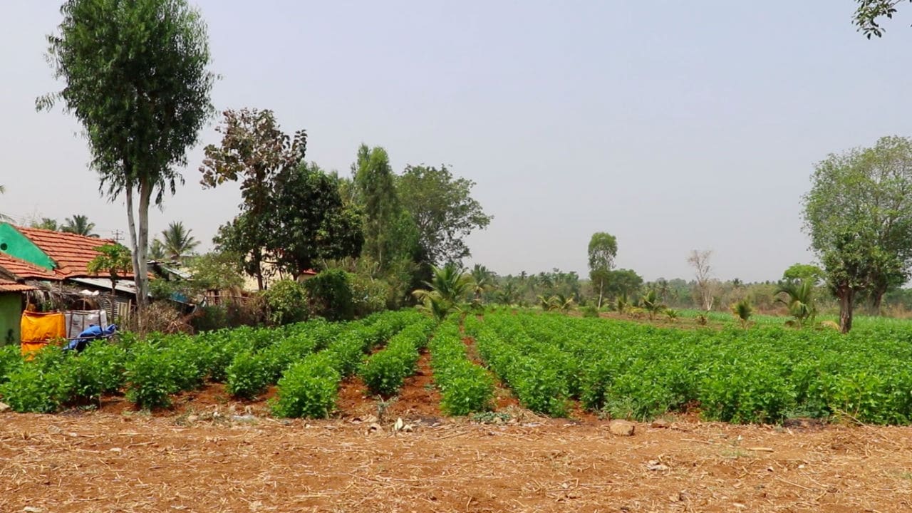 Farm land of Puttaswamy. Image courtesy: Mahesh Bacham