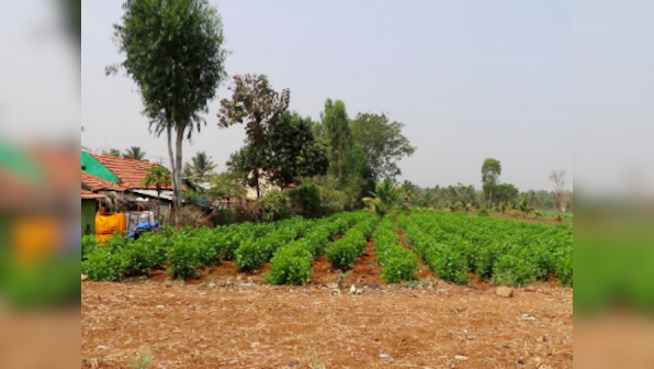 Agriculture in Karnataka: Parties make tall promises but state suffers from farmer suicides due to crop failure