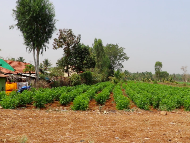 Agriculture in Karnataka: Parties make tall promises but state suffers from farmer suicides due to crop failure Agriculture in Karnataka: Parties make tall promises but state suffers from farmer suicides due to crop failure