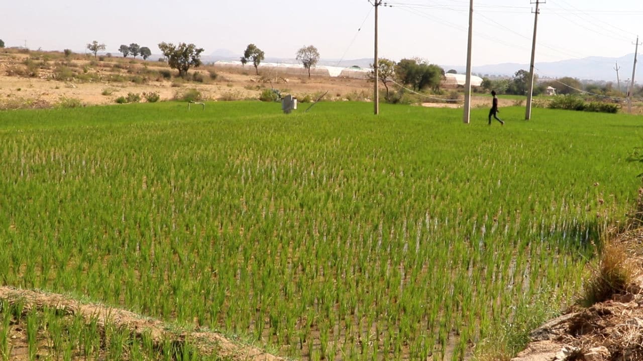 Farm land in Billur. Image courtesy: Mahesh Bacham