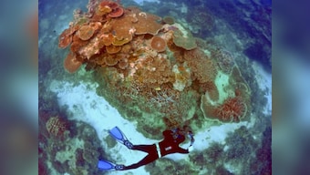 The Great Barrier Reef has overcome near-extinction situations five times, but faces the most severe stress in more acidic oceans today