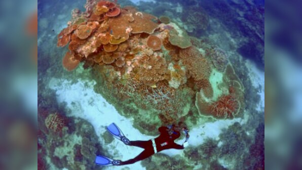 The Great Barrier Reef has overcome near-extinction situations five times, but faces the most severe stress in more acidic oceans today