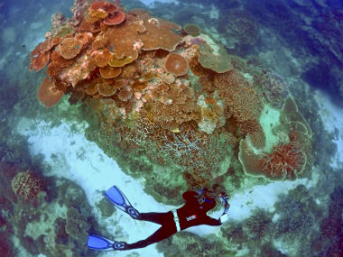 The Great Barrier Reef has overcome near-extinction situations five times, but faces the most severe stress in more acidic oceans today The Great Barrier Reef has overcome near-extinction situations five times, but faces the most severe stress in more acidic oceans today