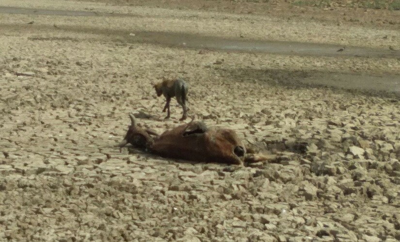 Bundelkhand water crisis: Fourth successive drought and vanishing water ...