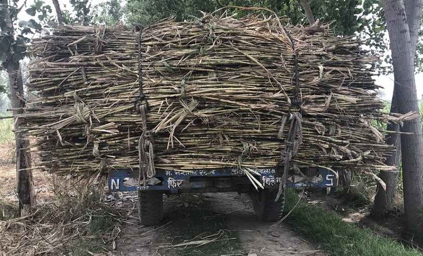 Farmers are forced to sell their crops in open markets