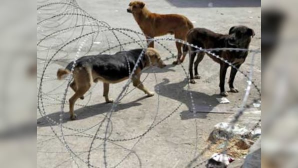 Explained: Why the SC order allowing citizens to feed strays is significant