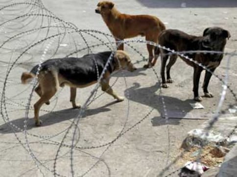 Explained: Why the SC order allowing citizens to feed strays is significant