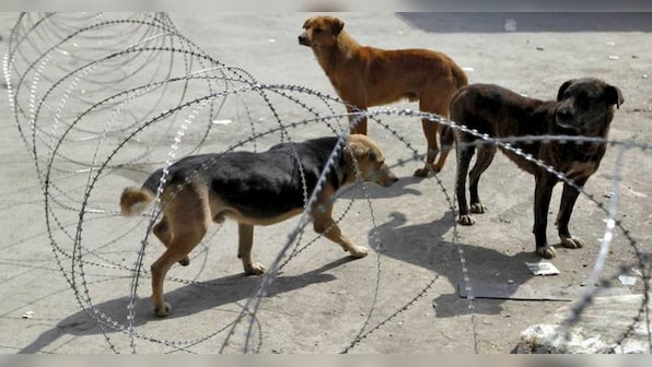 Meghalaya High Court tells state government to file affidavit on implementing Prevention of Cruelty to Animals Act