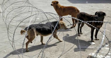 Meghalaya High Court tells state government to file affidavit on implementing Prevention of Cruelty to Animals Act