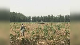 Uttar Pradesh's sugarcane farmers crippled by debts, unproductive crop as mills fail to clear outstanding payments