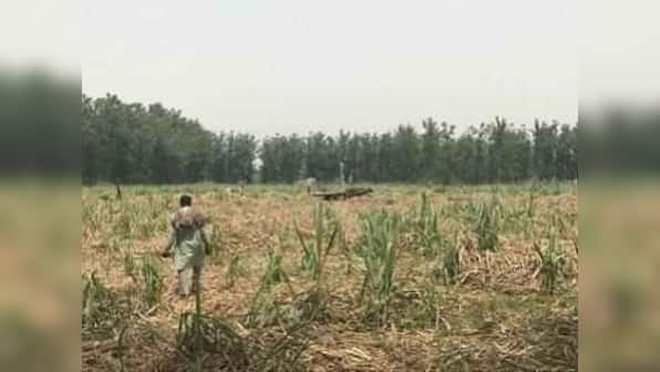 Uttar Pradesh's sugarcane farmers crippled by debts, unproductive crop as mills fail to clear outstanding payments