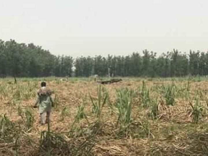 Uttar Pradesh's sugarcane farmers crippled by debts, unproductive crop as mills fail to clear outstanding payments