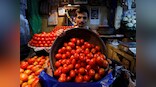 Fuel crisis: Hit by rising transport prices, Maharashtra's farmers would rather let the tomato crop rot in the fields