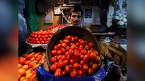 Fuel crisis: Hit by rising transport prices, Maharashtra's farmers would rather let the tomato crop rot in the fields