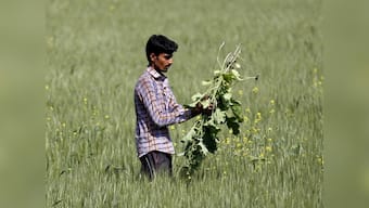 Researchers develop a weed removal device that could save India hundreds of crores
