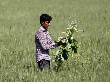 Nano-fertilizers in right doses can enhance the nutritional quality of wheat by increasing zinc content