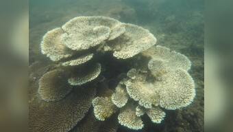 Coral bleaching in 2016 at the Gulf of Mannar caused a steep loss of corals: Study