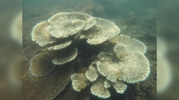 Coral bleaching in 2016 at the Gulf of Mannar caused a steep loss of corals: Study