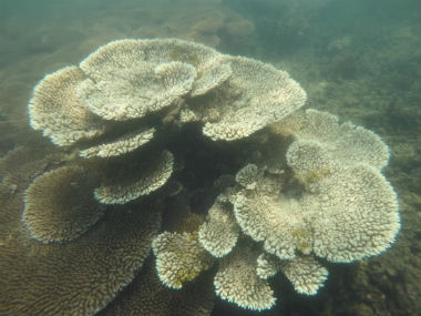 Coral bleaching in 2016 at the Gulf of Mannar caused a steep loss of corals: Study Coral bleaching in 2016 at the Gulf of Mannar caused a steep loss of corals: Study