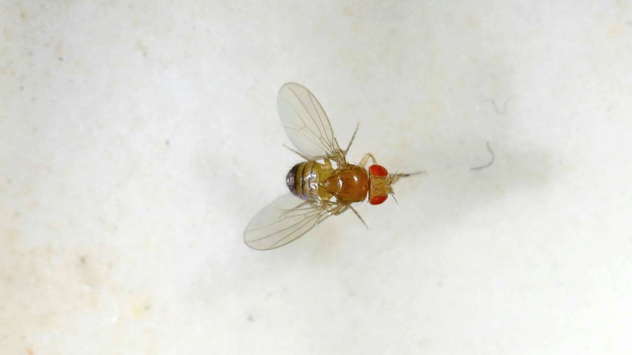 Scientists gain new insight into neurodegenerative diseases using fruit