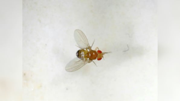 Scientists gain new insight into neurodegenerative diseases using fruit flies
