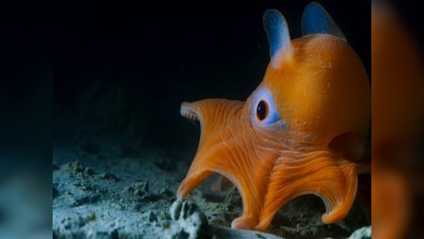 Blue Planet II review: BBC documentary creates a spectacle out of Earth's deepest secrets