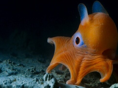 Blue Planet II review: BBC documentary creates a spectacle out of Earth's deepest secrets Blue Planet II review: BBC documentary creates a spectacle out of Earth's deepest secrets