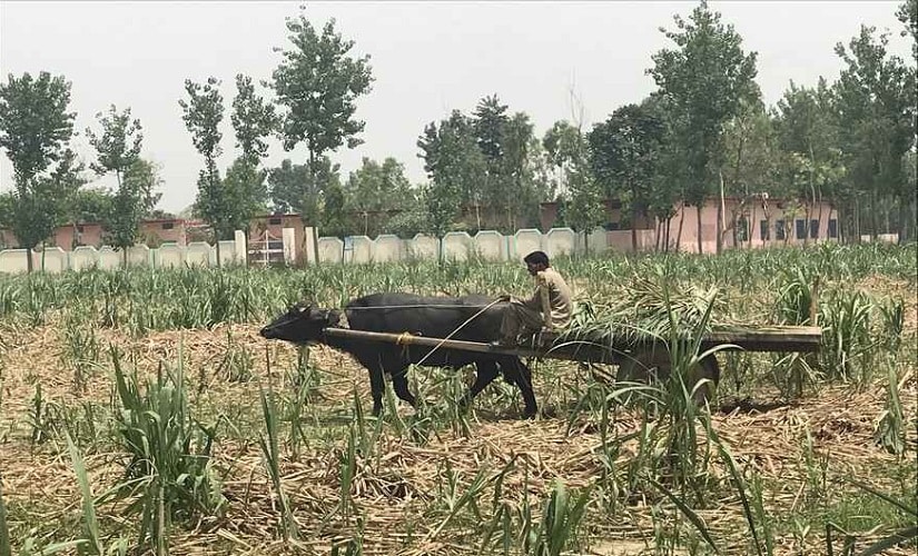 Sugar mills are closing down even as crops are still rotting in the field.