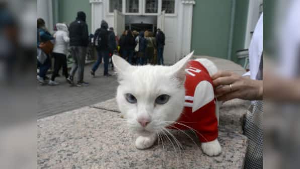 FIFA World Cup 2018: Meet Achilles the Cat, Russia's highly-gifted successor to 2010 star Paul the Octopus