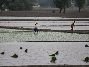 Paddy in Punjab, Part 1: Over-cultivation of water-guzzling rice crop threatens to deplete state's groundwater reserves Paddy in Punjab, Part 1: Over-cultivation of water-guzzling rice crop threatens to deplete state's groundwater reserves