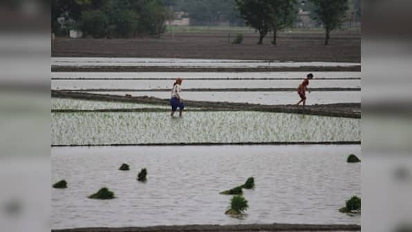 Paddy in Punjab, Part 1: Over-cultivation of water-guzzling rice crop threatens to deplete state's groundwater reserves