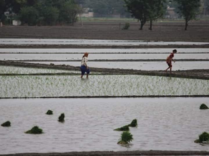 Paddy in Punjab, Part 1: Over-cultivation of water-guzzling rice crop threatens to deplete state's groundwater reserves