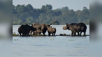 Assam floods: 70 percent of Kaziranga National Park submerged in water, resident animals taken to highlands
