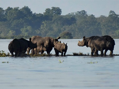 Assam floods: 70 percent of Kaziranga National Park submerged in water, resident animals taken to highlands Assam floods: 70 percent of Kaziranga National Park submerged in water, resident animals taken to highlands
